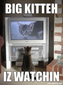 big kitteh